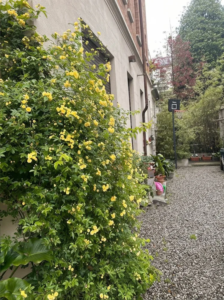 Il vialetto verde con le piante rampicanti